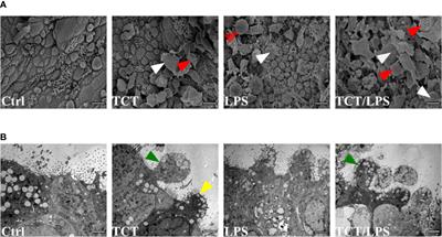 Activity of Tracheal Cytotoxin of Bordetella pertussis in a Human Tracheobronchial 3D Tissue Model